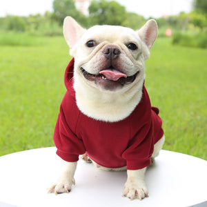 Colored Doggy Sweatshirts